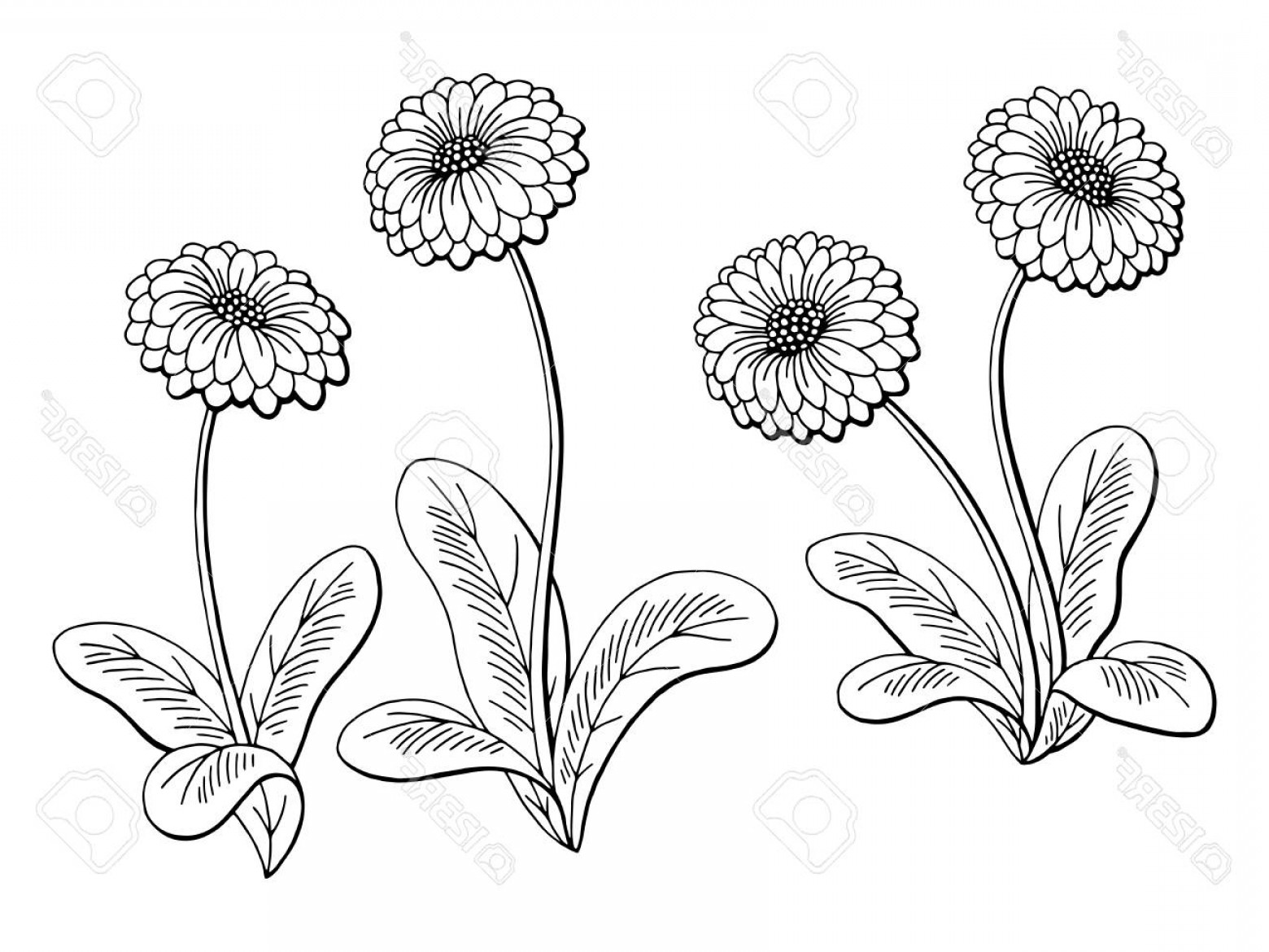 1560x1170 Photostock Vector Daisy Flower Graphic Black And White Sketch - Daisy Flower Sketch