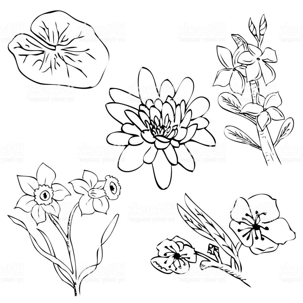 1024x1024 Simple Sketch Of Cherry Lotus Frangipani Daisy Flower Vector - Daisy Flower Sketch