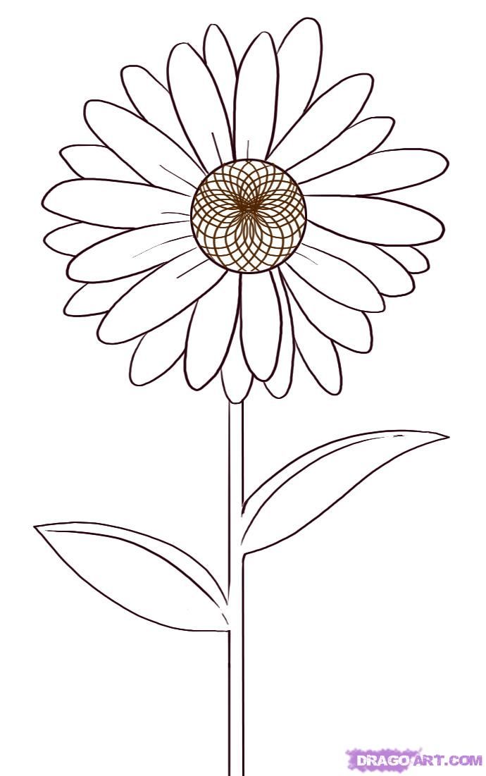 690x1101 How To Draw A Daisy Flower Step 4 Prayerible Journaling - Daisy Flower Sketch