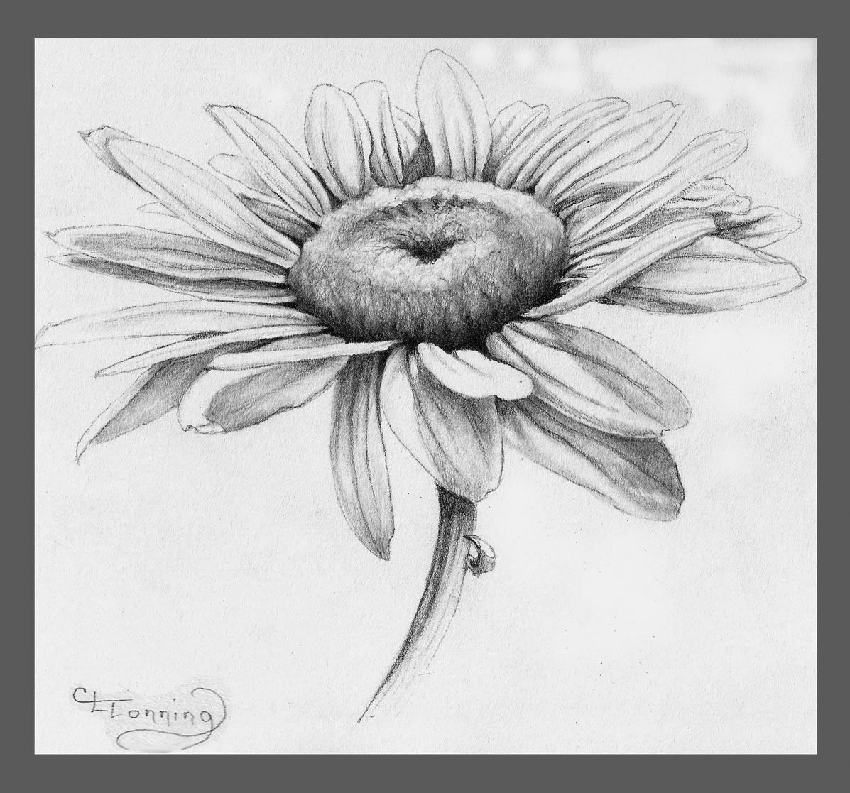 1197x1117 Daisy Drawing Related Keywords Amp Suggestions - Daisy Flower Sketch
