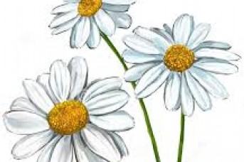 343x228 Daisy Flower Drawing Tattoo - Daisy Flower Sketch