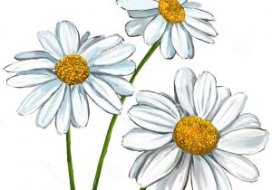 300x210 Daisy Flower Drawings With Color Daisy Flowers Drawing At - Daisy Flower Sketch