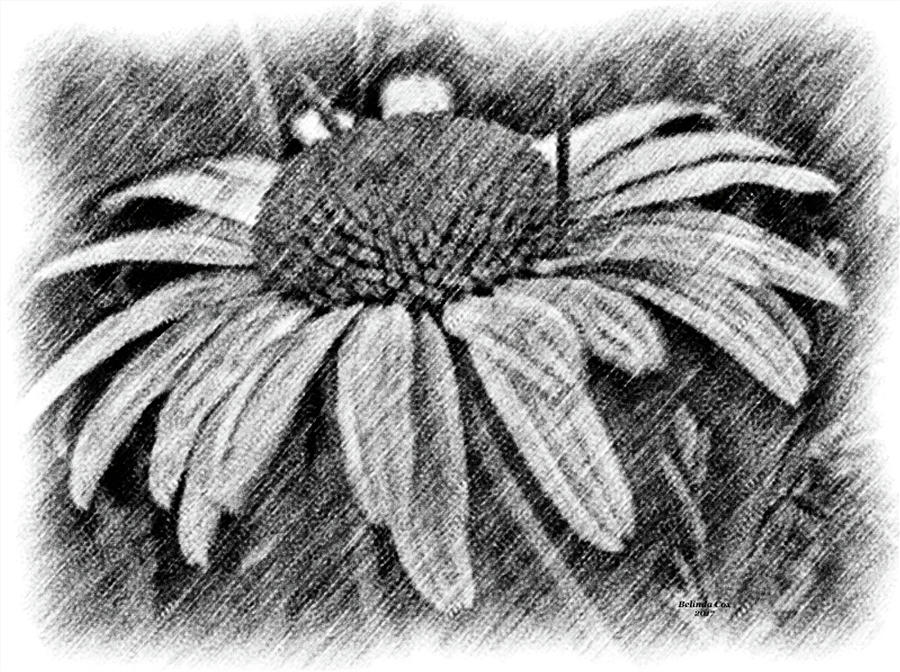 900x672 Daisy Sketch Digital Art By Artful Oasis - Daisy Sketch