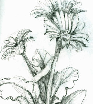 359x400 Daisy Sketch Drawing Exerci - Daisy Sketch
