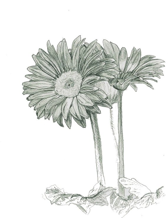570x738 Gerber Daisy Sketchdrawingprintsotanical Etsy - Daisy Sketch