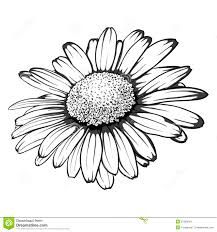 217x232 Resultado De Imagem Para Daisy Sketch Desenhos - Daisy Sketch