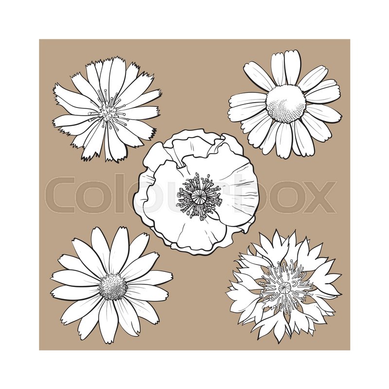 800x800 Set Of Wild, Black And White Field Flowers - Daisy Sketch
