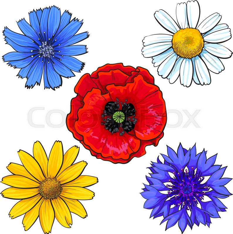 794x800 Set Of Wild, Field Flowers - Daisy Sketch