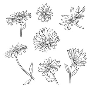 300x300 Silhouette Design Store - Daisy Sketch