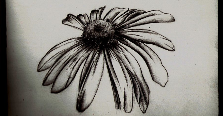 900x468 Wilted Daisy Pencil Sketch By Tallis - Daisy Sketch