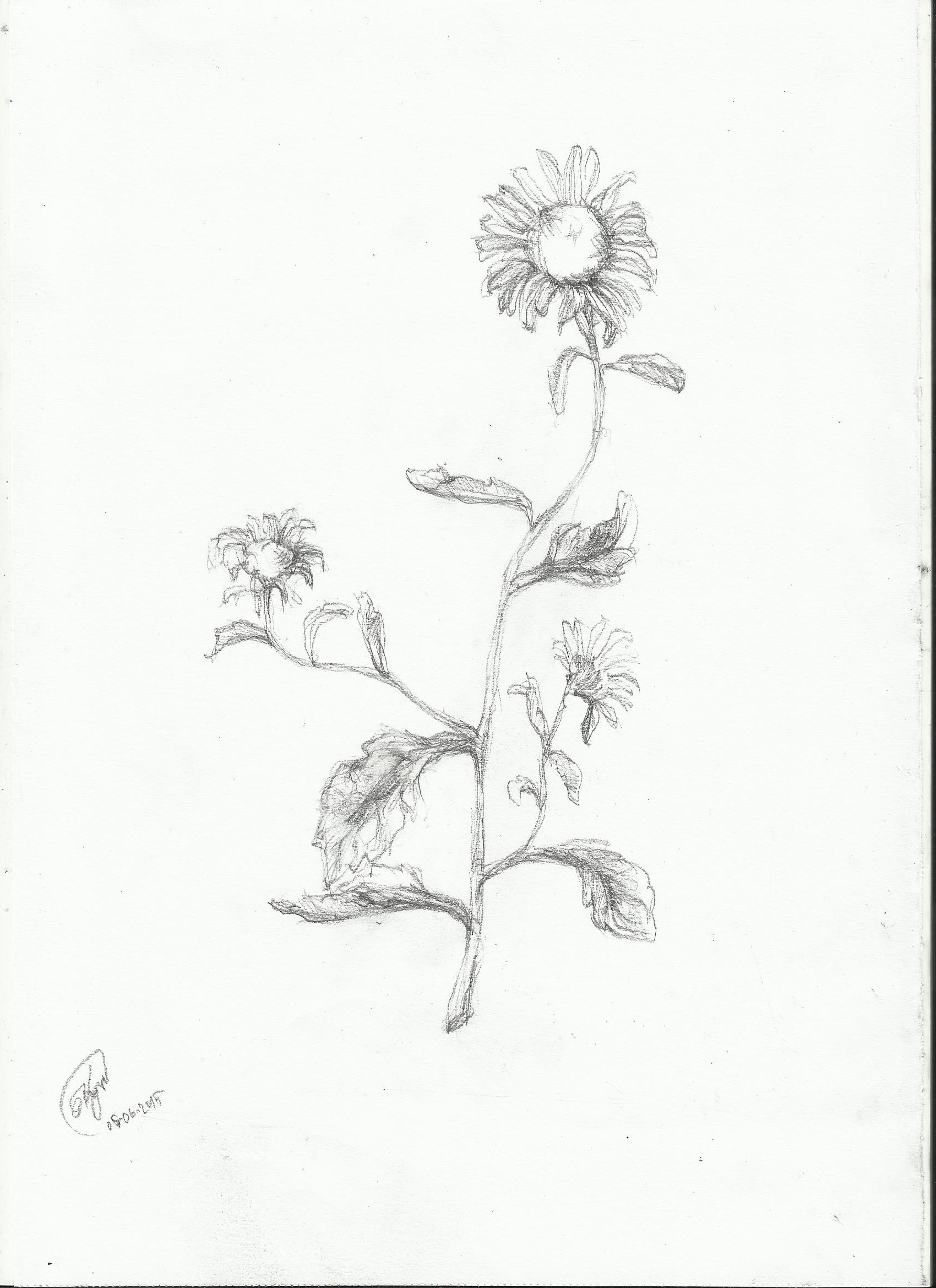 Daisy drew. Daisies Sketch. Дейзи Дрю (Daisy Drew) слив. Daisy draw and Sean Austin.