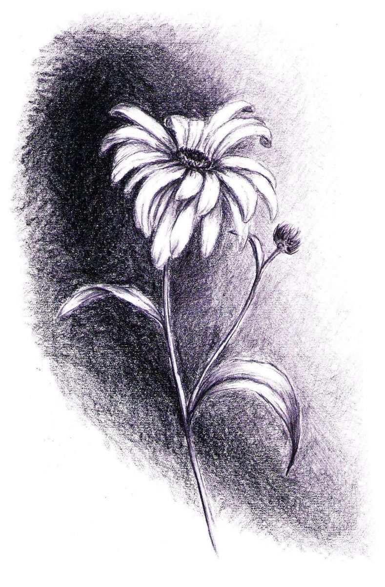 789x1200 Daisy On Long Stem Tattoo Design - Daisy Sketch Tattoo