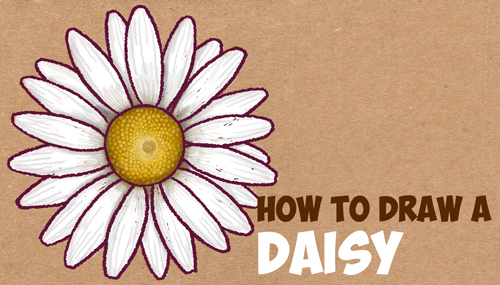 500x285 Drawn Daisy Scenery - Daisy Sketch Tattoo