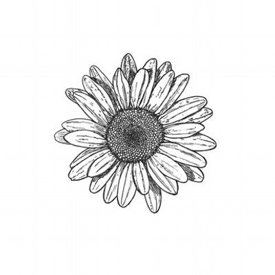 400x400 Image Result For Daisy Tattoo Black And White Body Art - Daisy Sketch Tattoo