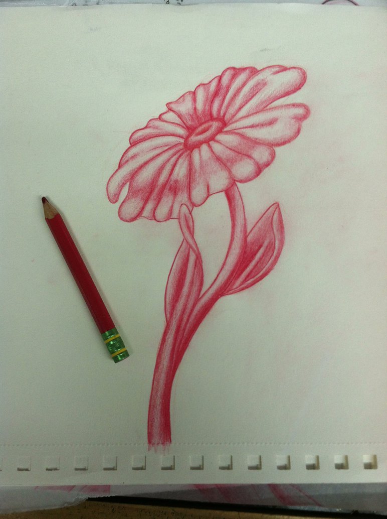 772x1034 Red Daisy Tattoo Sketch - Daisy Sketch Tattoo