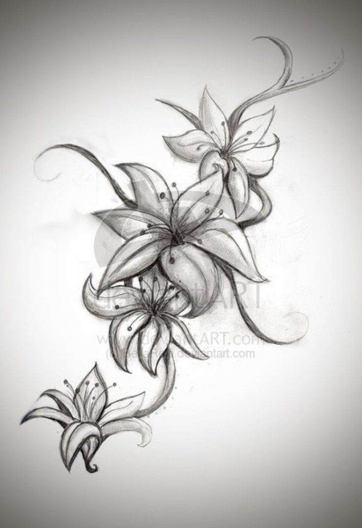 735x1070 Outline Daisy Tattoos - Daisy Sketch Tattoo