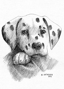 214x300 Dalmatian Puppy Drawing By Al Intindola - Dalmatian Sketch