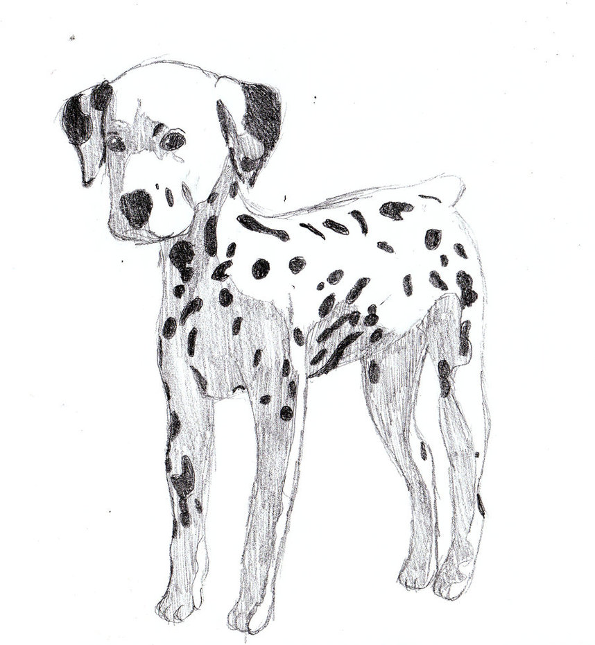 858x930 Dalmatian Sketch By Bobcat423 - Dalmatian Sketch