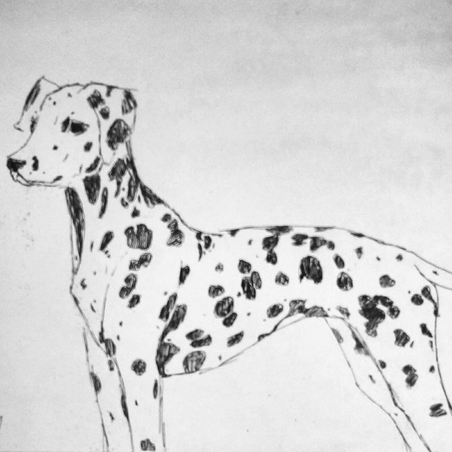 894x894 Dalmatian Sketch By Jessisarty - Dalmatian Sketch