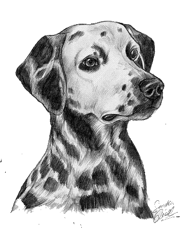405x497 Dalmatian By Themysticwolf - Dalmatian Sketch