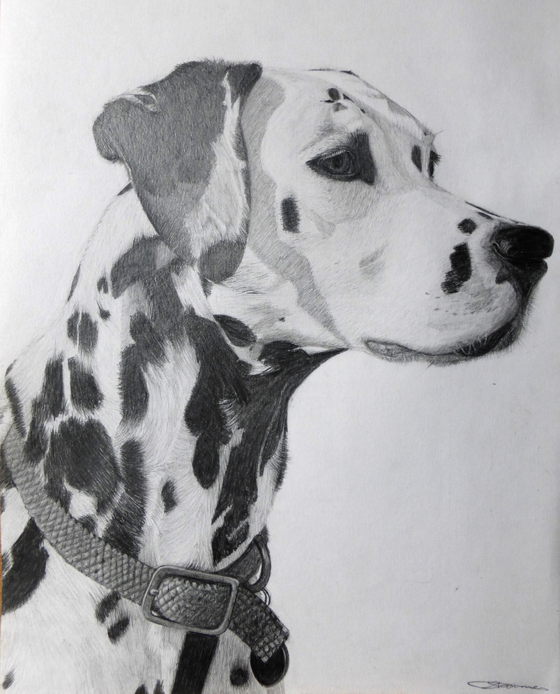 803x994 Dalmatian Sketch - Dalmatian Sketch