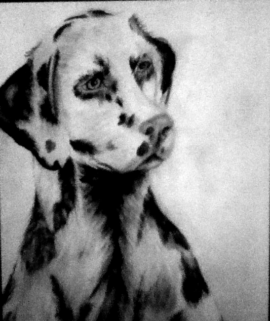 533x634 Dalmatian Sketch - Dalmatian Sketch