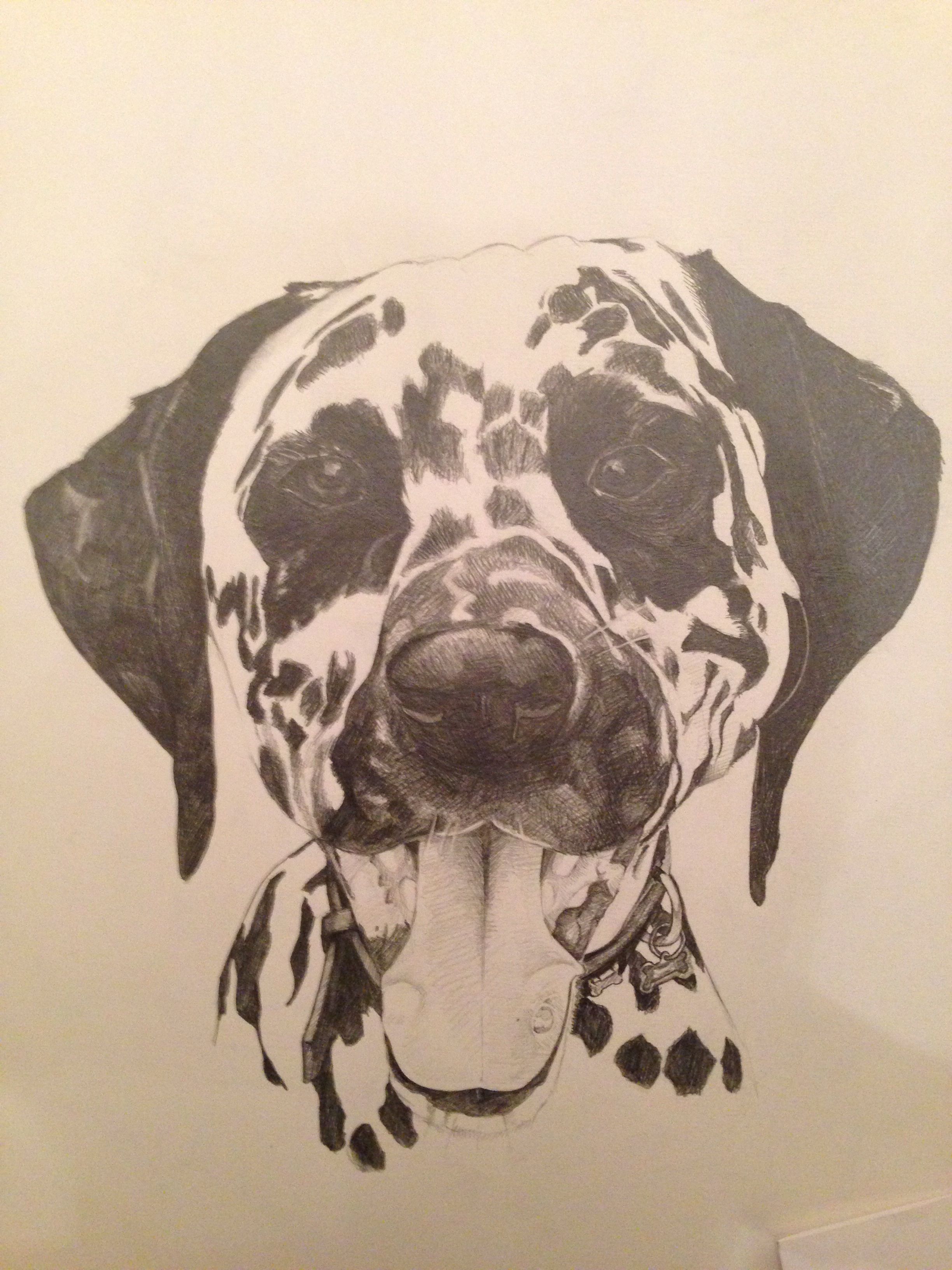 2448x3264 Dalmatian Sketch - Dalmatian Sketch