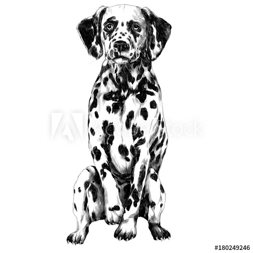 500x500 Dalmatians Sketch Vector Graphics Monochrome Black And White - Dalmatian Sketch