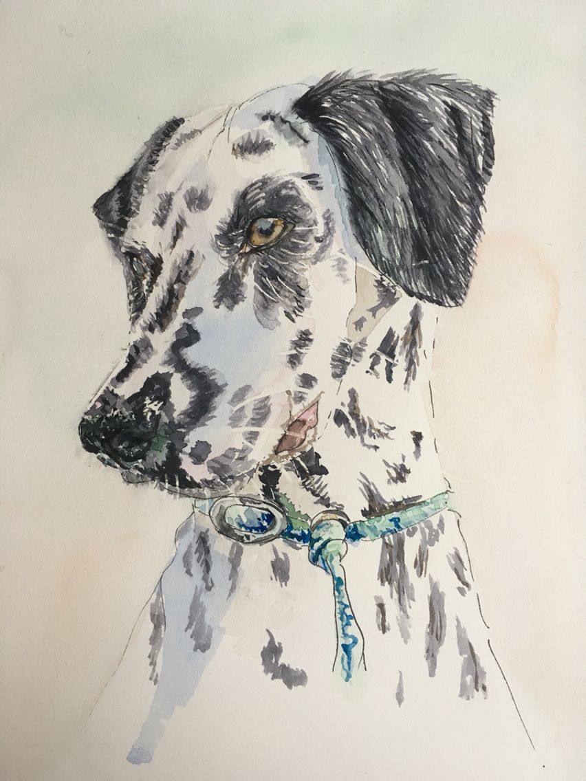 Dalmatian Sketch at PaintingValley.com | Explore collection of ...