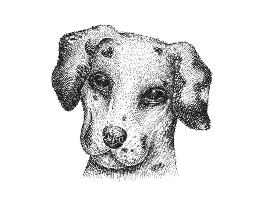 850x667 How To Draw A Dalmatian Dog - Dalmatian Sketch