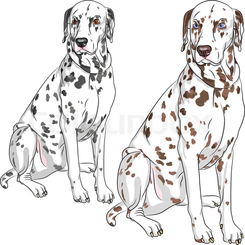 800x800 Sketch Of The Cheerful Serious Dog Dalmatian Breed Two Different - Dalmatian Sketch