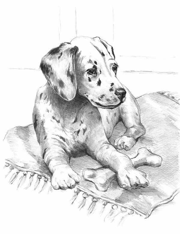 600x780 Sketching Made Easy - Dalmatian Sketch