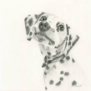 Dalmatian Sketch At Paintingvalley.com 