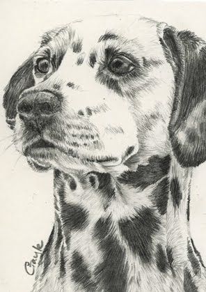 296x419 Images Of Drawings Of Dalmatians Fur In The Paint Dalmatian Dog - Dalmatian Sketch