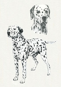 212x300 Dalmatian Sketch On Charming Dog Greetings Note Card Ebay - Dalmatian Sketch