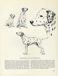 229x300 Dalmatian Vintage 1963 Print Sketch - Dalmatian Sketch