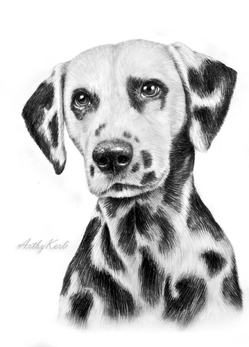 359x500 Dalmatian Pencil Drawing On A5, Year 2009. Prints Availabl - Dalmatian Sketch