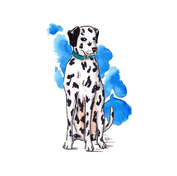 570x568 Dalmatian Illustration Drawing Of Cute Puppy Dog Sketch Etsy - Dalmatian Sketch