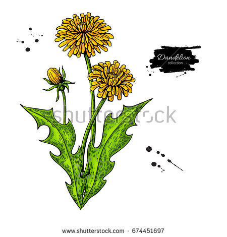 450x470 Collection Of Dandelion Flower Drawing High Quality, Free - Dandelion Sketch