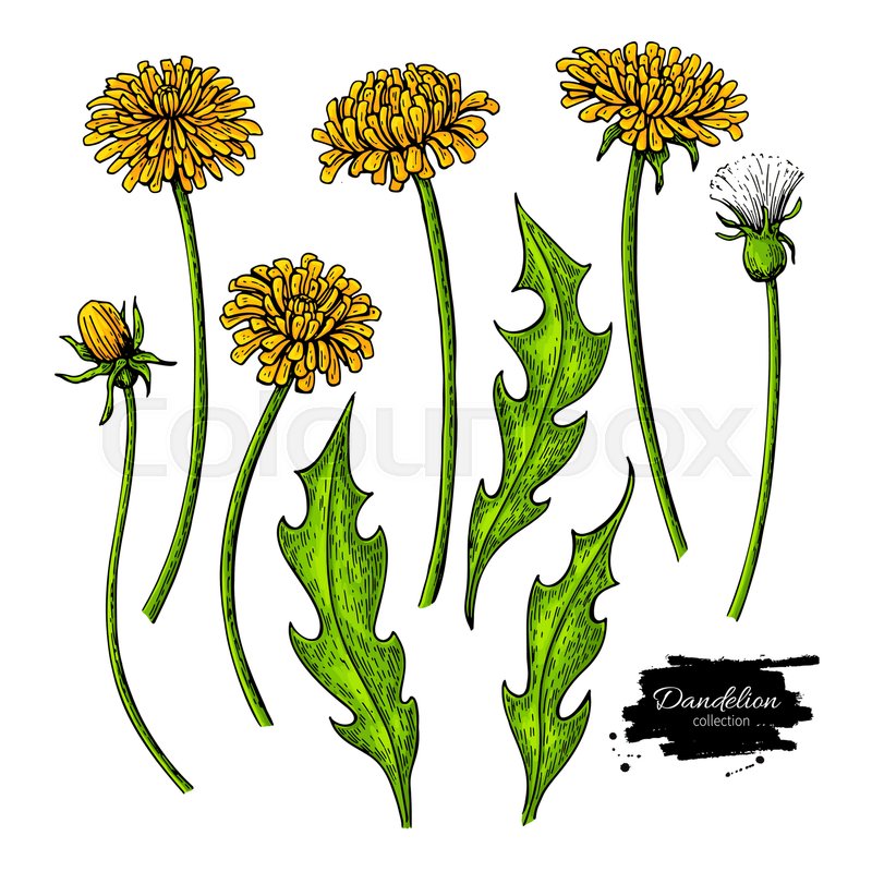800x800 Dandelion Flower Vector Drawing Set. Isolated Wild Plant And - Dandelion Sketch