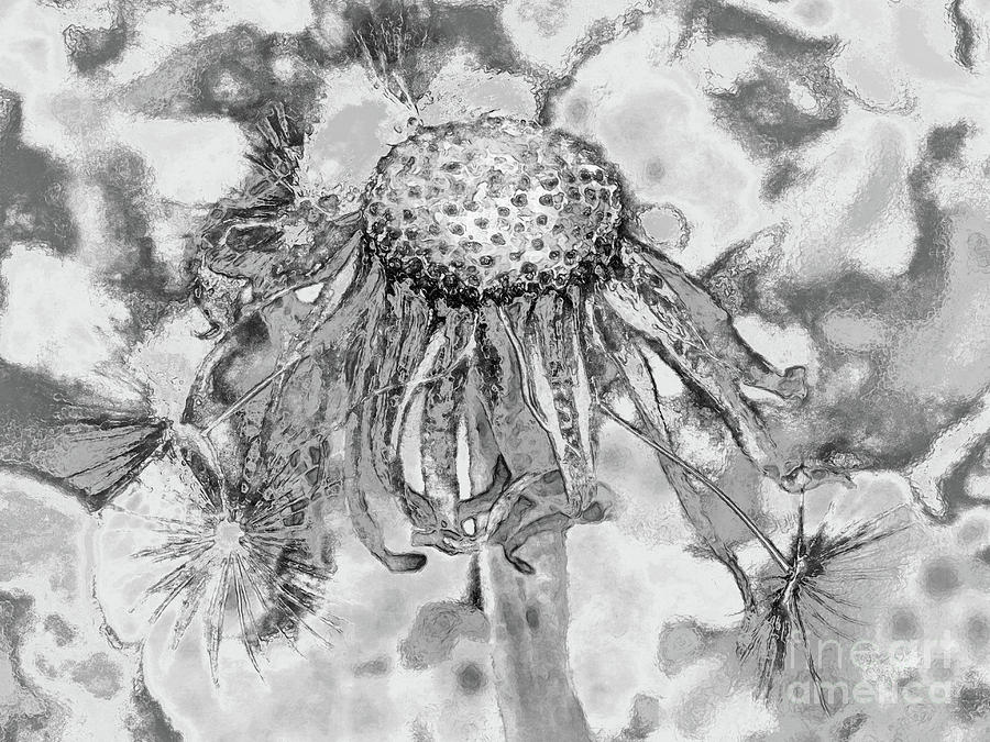 900x675 Dandelion Sketch Photograph By Kim Tran - Dandelion Sketch Drawing
