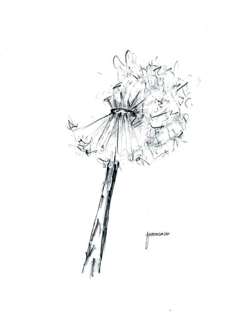 480x648 Dandelion Sketch! - Dandelion Sketch Drawing
