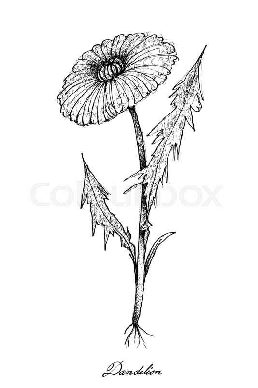 534x800 Vegetable Salad, Illustration Of Hand Drawn Sketch Delicious Fresh - Dandelion Sketch Drawing