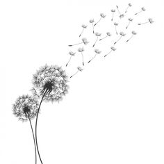 236x236 Dandelion Drawing - Dandelion Sketch Drawing
