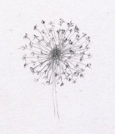 236x275 Dandelion Skeches - Dandelion Sketch Drawing