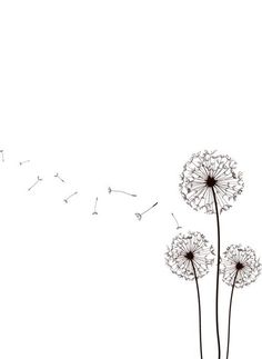 236x323 Dandelion Sketch 1 - Dandelion Sketch Drawing