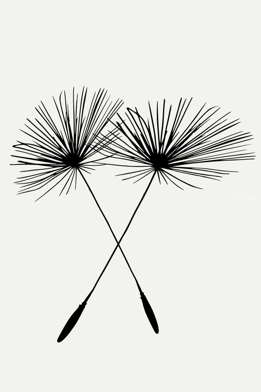 850x1275 Dandelion Duo Drawings Sketch By David Dehner - Dandelion Sketch Drawing