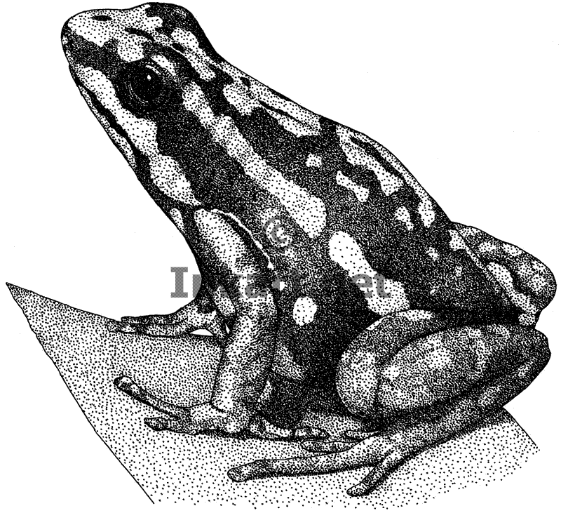800x731 Wildlife Art Poison Dart Frogs - Dart Sketch
