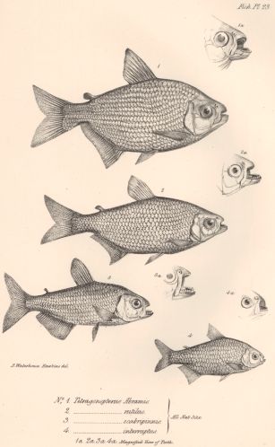 307x498 Charles Darwin Sketches - Darwin Sketches