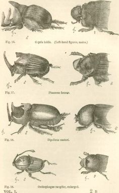 236x384 Charles Darwin Sketches - Darwin Sketches